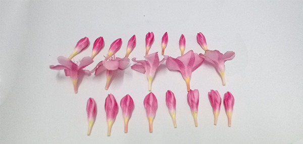 Ganneru / Oleander  flowers